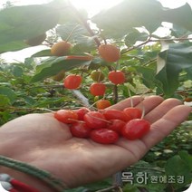 목하원예조경 보리수나무 묘목 왕보리수나무 (R3전후) 결실주