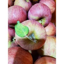 청송 꿀 사과 산지직송 5키로 10키로 가정용 선물용, 10kg 32-36과