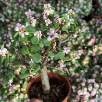 다육 외목대 사랑목