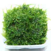 미니 삼각 모스 스퀘어 무결점 음성 수초, 1개