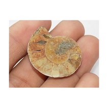 Generic 수집품 달팽이 관찰 장식품 희귀석 암모나이트 화석