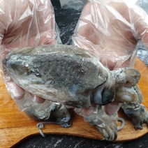 국산 선동 급냉 갑오징어 1kg 선주직송 횟감가능, 1개, 02_갑오징어1kg(대)2~3미