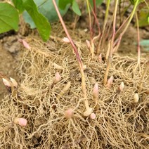 파릇파릇 삼지구엽초모종 모종 50주1상품/음양곽 건강약초 남여건강 선령비주 모종 구근 종근 종묘 종자 3월1일 배송시작