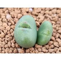 코노피튬 빌로붐 등낭(藤郎)(s1243), 1개