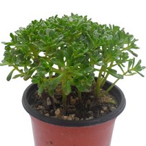 유접곡-소형관목형다육이/작은잎/수목형/다육식물, 1개