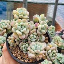 라울 중대품 (랜덤), 1개