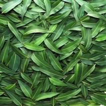 캔들씨 천연 아로마 에센셜오일 유칼립투스 글로블루스E.O 천연비누 만들기(인도), 30ml