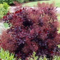 안개나무 자엽안개나무 묘목