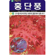 홍 단풍나무 씨앗(100립)(A0586)