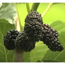 오디나무 묘목 슈퍼오디 대심 1년생