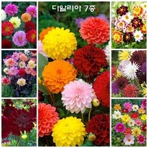 [모야모 꽃씨 묶음] 다알리아 7종 선택구매, 폼폰(Pom-pon)