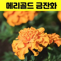 금잔화씨앗 500립 메리골드 꽃 야생화 꽃씨 종자, 1개