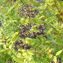 충주원예조경/산초나무/실생1년/뿌리묘/10주, 주