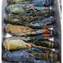 동아씨푸드 크레이피쉬 민물가재 마라롱샤 800g, 800g 21-25미, 1개
