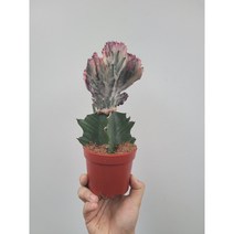인기선인장 2위 춘봉철화 중형 20~45cm 99