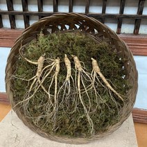 산골 장뇌삼 9-10년근 5뿌리 장뇌삼 장뇌산삼 자연산 건강식품 기력보강 원기회복 면역력증진 부모님선물