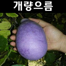 개량으름/대과종 나무 묘목 포트 3개/유실수/과수