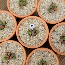 리톱스 모듬분 미니화분 다육식물, 1개