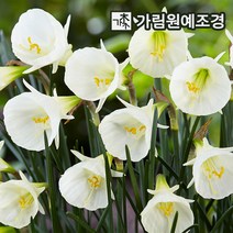 수선화 구근 17종 5구세트 2023년 신상품 가림원예조경, 스포이롯(5구세트)