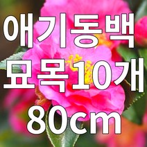 애기동백 나무 묘목 80cm 10개 분묘 철쭉마켓 겨울꽃 초보자나무, 애기동백나무 묘목 80cm 보자기 분묘 10개