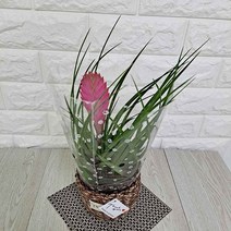 러브코리아 꽃틸란 틸란드시아 시아네아 해초바구니로 변경 실내공기정화식물 공기청정식물, 단품, 1개