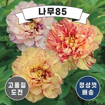 (나무85) 이토작약 6종 시리즈, 4.이토작약 파스텔스플랜더 3~5분얼