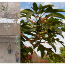 (성실D)황칠나무 묘목 실생2년(포트) 5그루