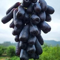 포도 블랙사파이어포도 2k 특 수입산, 상세페이지 참조, 단품