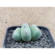 코노피튬/빌로붐-2820 아프리카농장