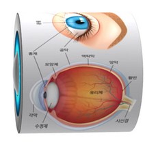 안과의사 직업체험 눈구조 초등과학키트 매장꾸미기 자유학 홈스쿨 인테리어소품, 1인용