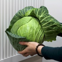국내산 양배추 1통 1kg내외, 1통 (1kg 내외)