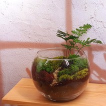 이끼 테라리움 DIY 작은숲 만들기 (중), 1개