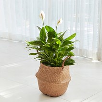 펫플랜트 스파트필름 라탄바구니 세트_2sizes 거실 인테리어 화분, 2.스파트필름(대)+라탄바구니(브라운L)+받침대
