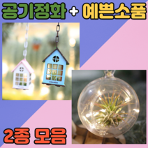 디디시 실내 공기청정 식물 세트 이오난사 집에서식물키우기, 2조