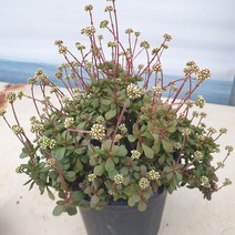 [수암다육] 라디칸스 단품 Crassula pubescens ssp. radicans 다육 다육이 다육식물 국민다육