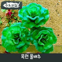 [수초교실] 부상수초 목련물배추, 1뿌리