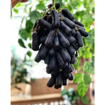 할인가 블랙사파이어포도 접목2년 포트묘 2주