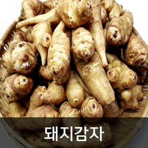 약수농장 햇돼지감자 생돼지감자 5kg 10kg, 1박스, 돼지감자 5kg