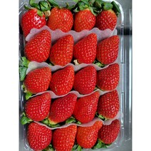 죽향딸기 산지직송 프리미엄 명품 논산딸기, 1.6kg, 1개