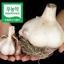 2022 햇마늘 해남 코끼리마늘 5kg 무농약 인증