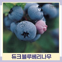 블루베리나무 묘목 듀크 삽목2년생 포트묘 1개