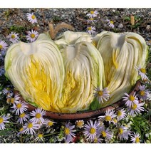 절임배추 20kg 10kg 강원도 고랭지 정선 동강 영월 괴산 절인배추 저린배추 김장김치 재료, 12월24일(토)도착