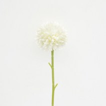 생화리스 프리저브드용액 비누 하바리움 긴기아난 루스커스 꽃 1묶음 27M 실크 민델리온 인공 꽃 웨딩 장식, 05 WHITE