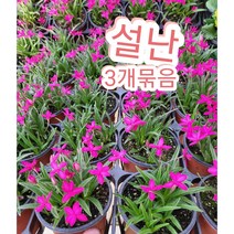 설난 3개묶음/핑크색 설란 향이 더 진해요