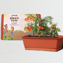 베란다 실내 텃밭세트 집에서 열매 채소키우기 대