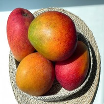 제주애플망고 제주 망고 Jeju mango, 1, 특대과