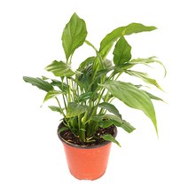 스파트필름 - (수생 수중 수경재배식물), 단품