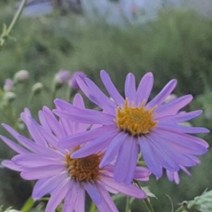개미취 꽃 씨앗 야생화 꽃씨 종자 품종 정원 1000립 _ 59749EA, 본상품선택