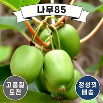 (나무85) 일세다래 왕다래 나무, 1.일세다래 2년포트