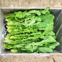 야채24닷컴 루꼴라 로켓 로케트 샐러드 1.8kg-2kg, 1개